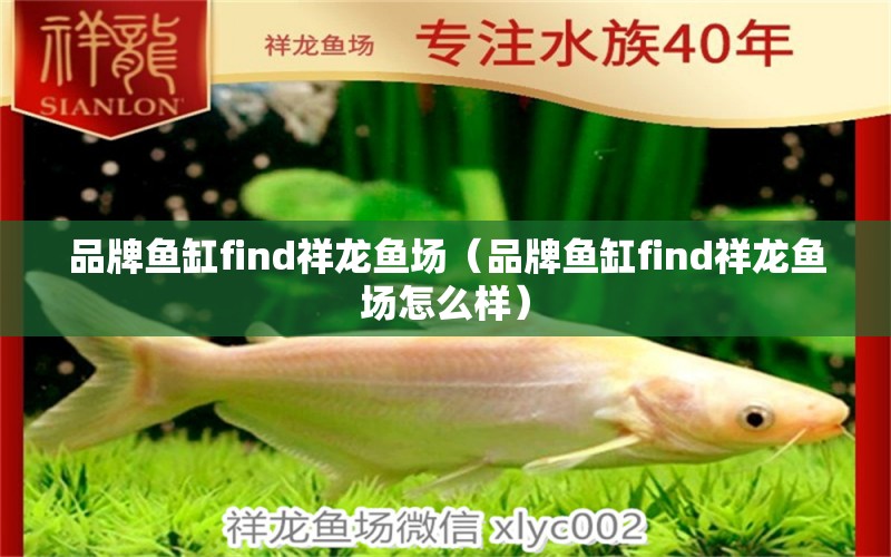 品牌魚缸find祥龍魚場(chǎng)（品牌魚缸find祥龍魚場(chǎng)怎么樣）