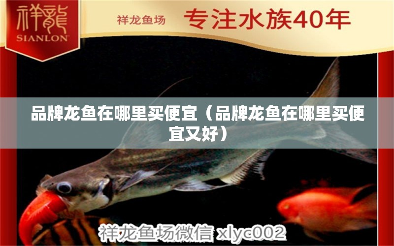 品牌龍魚在哪里買便宜（品牌龍魚在哪里買便宜又好）