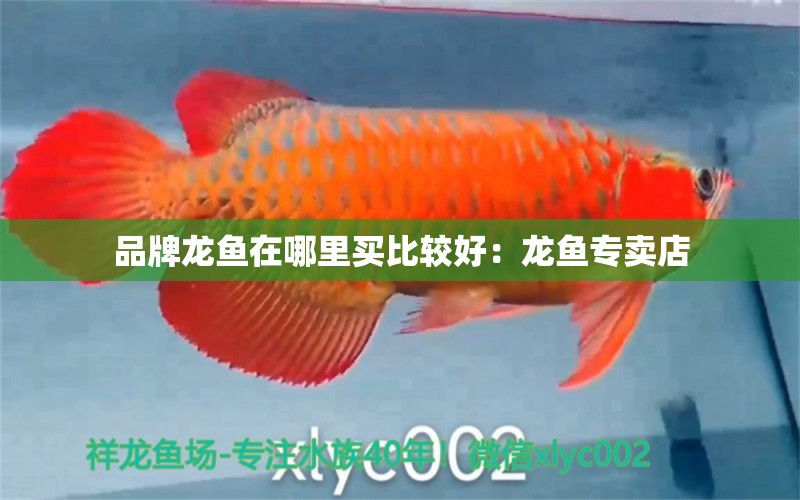 品牌龍魚在哪里買比較好：龍魚專賣店