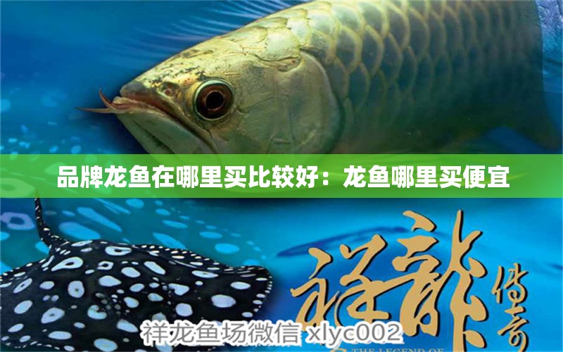 品牌龍魚在哪里買比較好：龍魚哪里買便宜