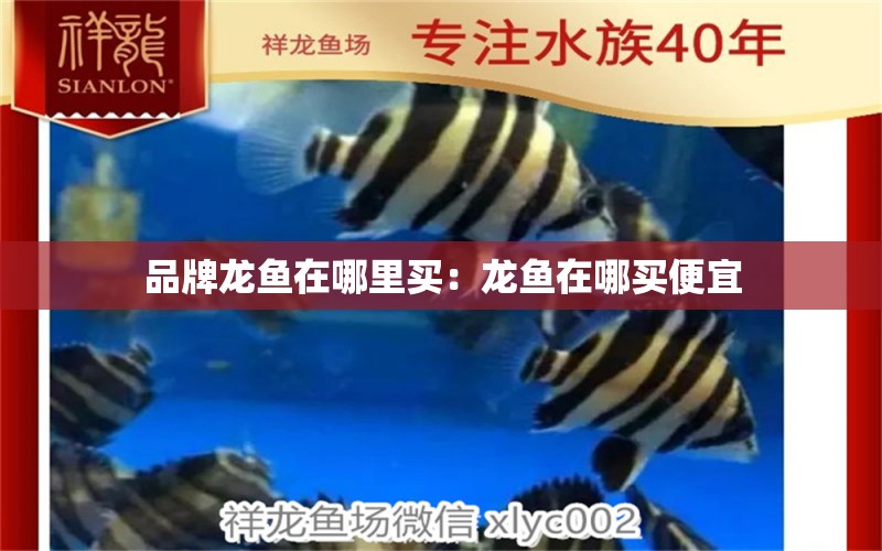 品牌龍魚在哪里買：龍魚在哪買便宜