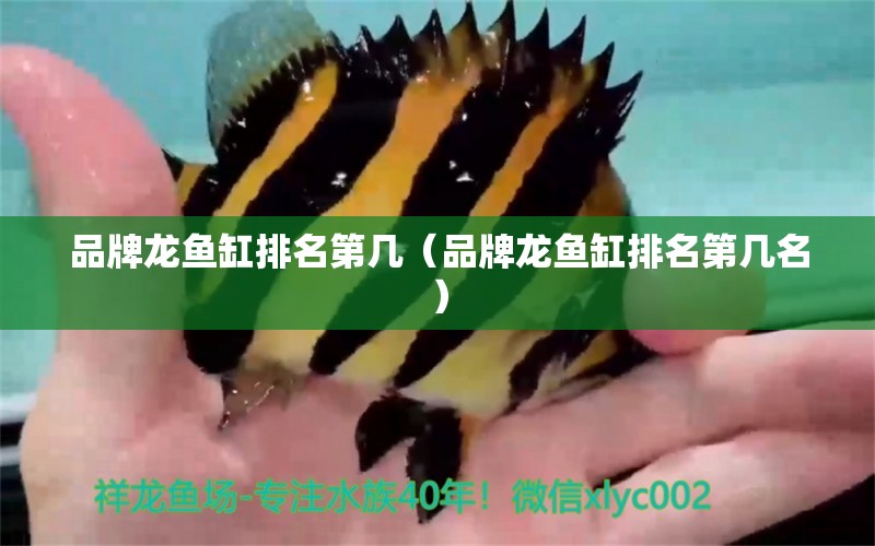 品牌龍魚缸排名第幾（品牌龍魚缸排名第幾名） 廣州龍魚批發(fā)市場(chǎng)