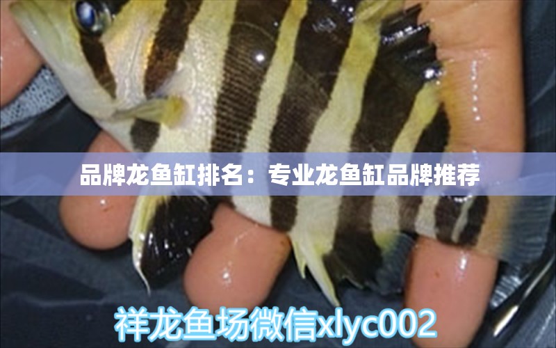 品牌龍魚缸排名：專業(yè)龍魚缸品牌推薦 廣州龍魚批發(fā)市場