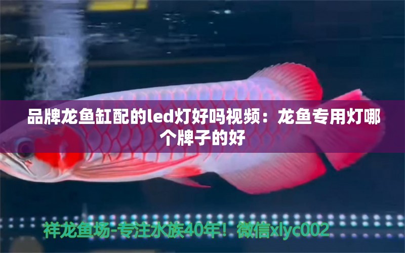 品牌龍魚缸配的led燈好嗎視頻：龍魚專用燈哪個牌子的好