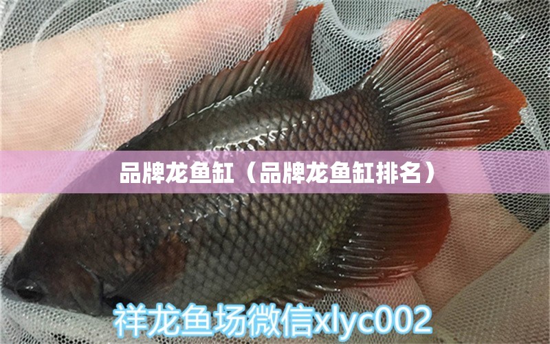 品牌龍魚缸（品牌龍魚缸排名）