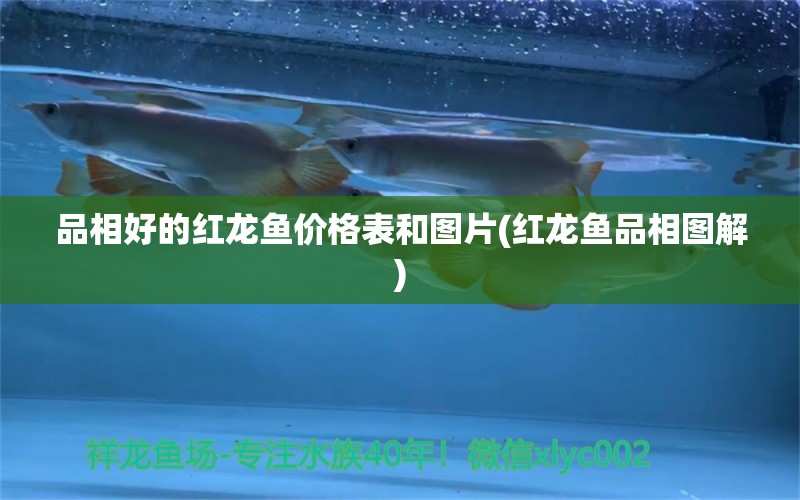 品相好的紅龍魚價格表和圖片(紅龍魚品相圖解)