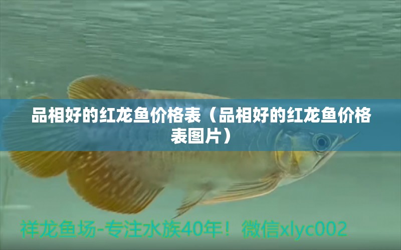 品相好的紅龍魚價(jià)格表（品相好的紅龍魚價(jià)格表圖片）