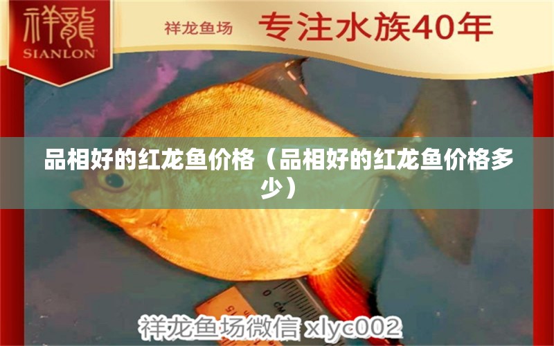 品相好的紅龍魚價(jià)格（品相好的紅龍魚價(jià)格多少）