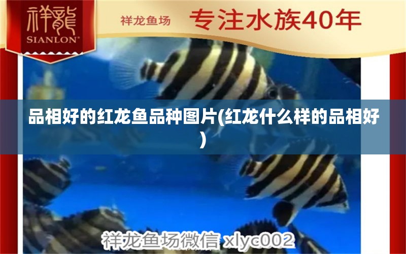 品相好的紅龍魚品種圖片(紅龍什么樣的品相好) 水溫計 第1張