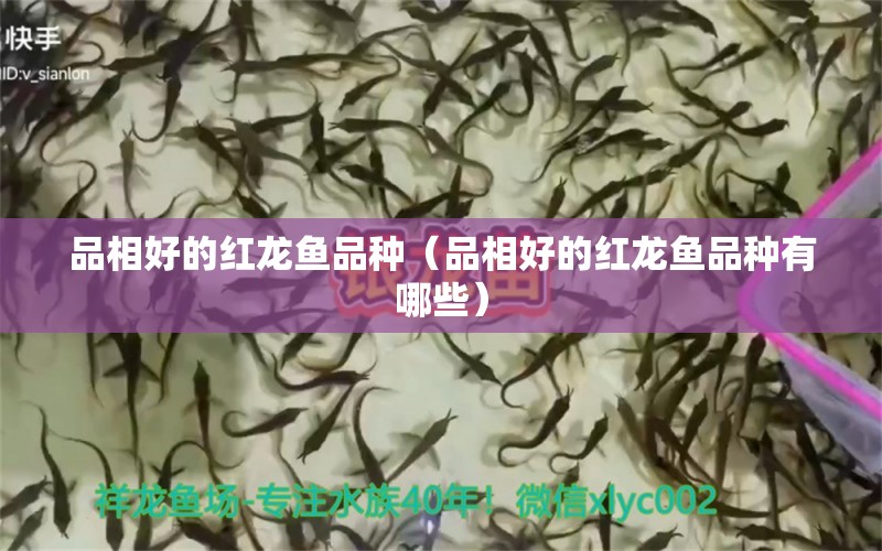 品相好的紅龍魚(yú)品種（品相好的紅龍魚(yú)品種有哪些）