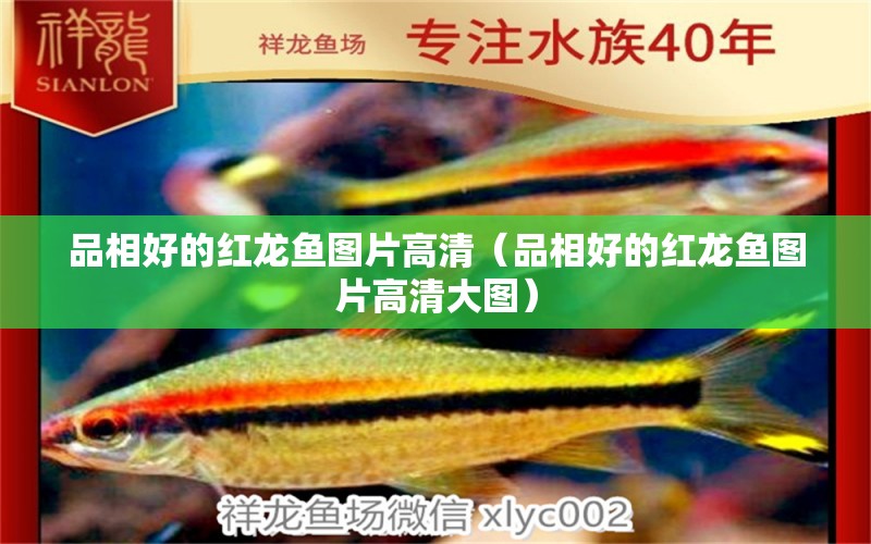 品相好的紅龍魚圖片高清（品相好的紅龍魚圖片高清大圖）