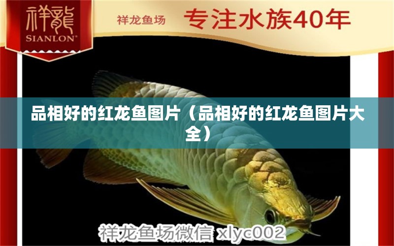 品相好的紅龍魚圖片（品相好的紅龍魚圖片大全）