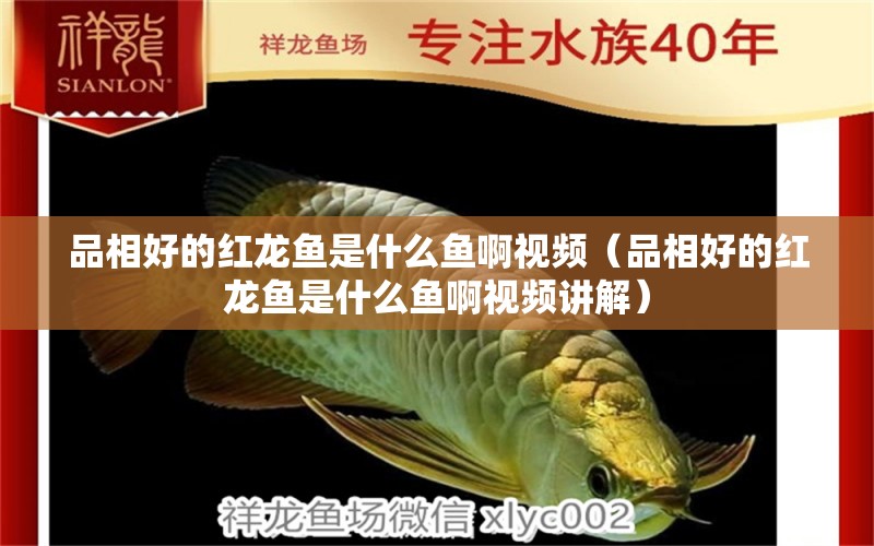 品相好的紅龍魚是什么魚啊視頻（品相好的紅龍魚是什么魚啊視頻講解） 廣州龍魚批發(fā)市場