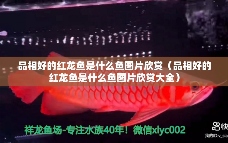 品相好的紅龍魚是什么魚圖片欣賞（品相好的紅龍魚是什么魚圖片欣賞大全） 廣州龍魚批發(fā)市場