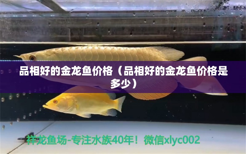 品相好的金龍魚價(jià)格（品相好的金龍魚價(jià)格是多少）