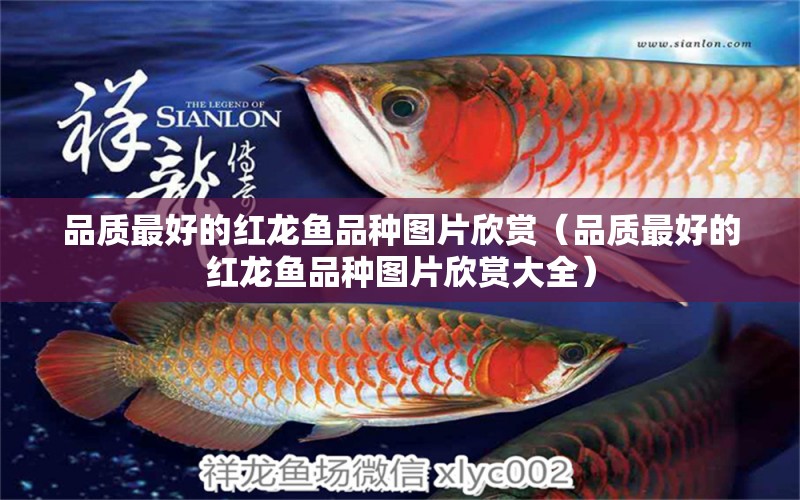 品質(zhì)最好的紅龍魚品種圖片欣賞（品質(zhì)最好的紅龍魚品種圖片欣賞大全） 魚缸凈水劑