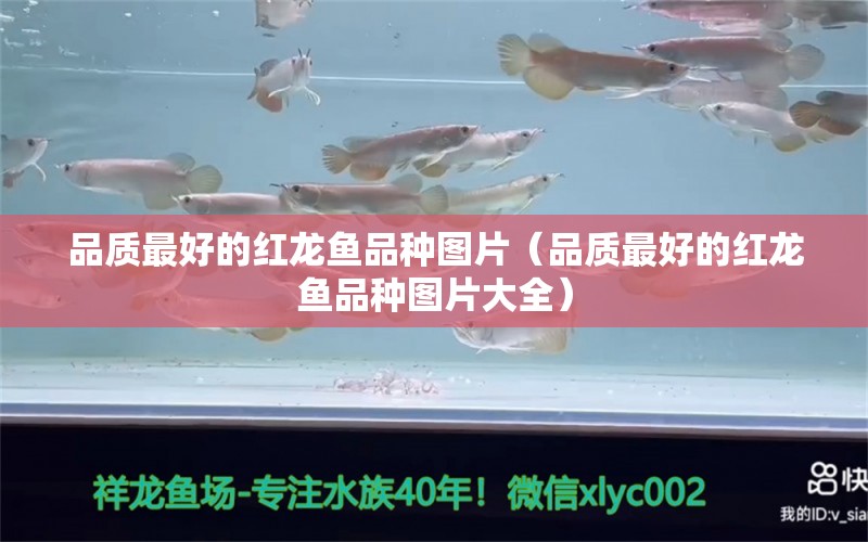 品質(zhì)最好的紅龍魚品種圖片（品質(zhì)最好的紅龍魚品種圖片大全） 赤荔鳳冠魚