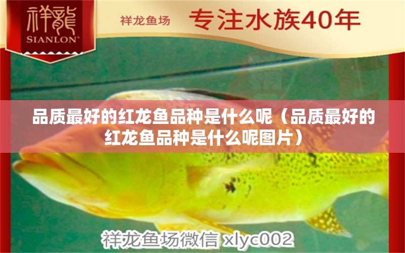 品質(zhì)最好的紅龍魚品種是什么呢（品質(zhì)最好的紅龍魚品種是什么呢圖片） 戰(zhàn)車紅龍魚