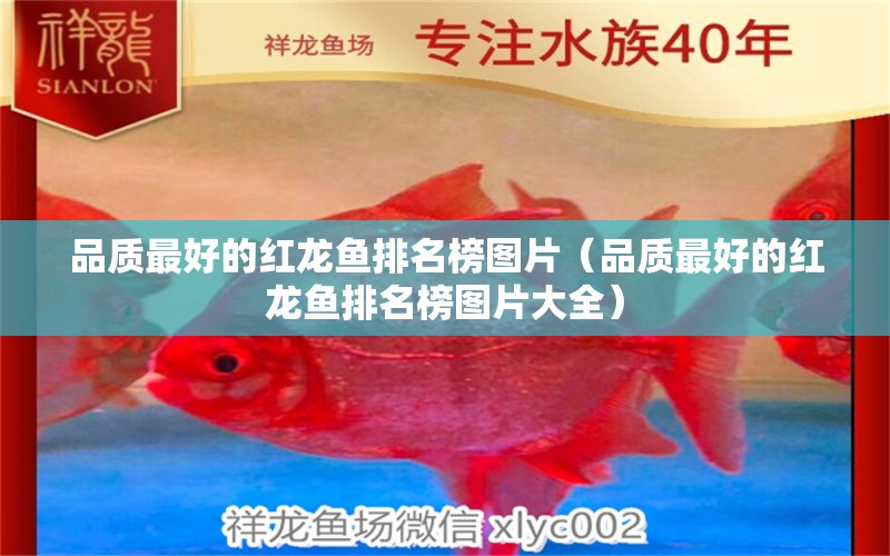 品質(zhì)最好的紅龍魚排名榜圖片（品質(zhì)最好的紅龍魚排名榜圖片大全） 硝化細(xì)菌