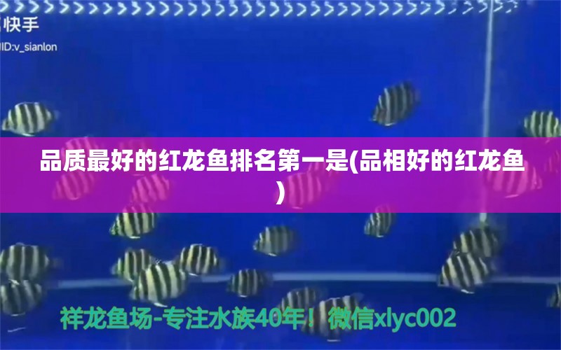 品質(zhì)最好的紅龍魚排名第一是(品相好的紅龍魚) 印尼虎苗