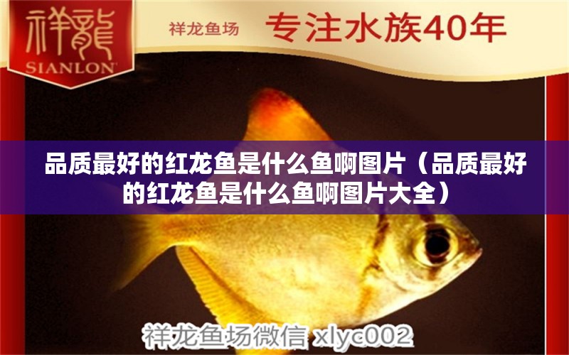 品質(zhì)最好的紅龍魚是什么魚啊圖片（品質(zhì)最好的紅龍魚是什么魚啊圖片大全）