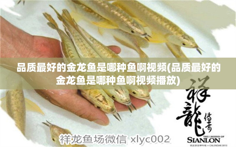 品質(zhì)最好的金龍魚是哪種魚啊視頻(品質(zhì)最好的金龍魚是哪種魚啊視頻播放)