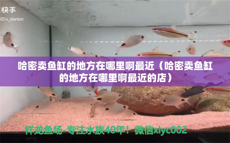 哈密賣魚缸的地方在哪里啊最近（哈密賣魚缸的地方在哪里啊最近的店） 祥龍水族醫(yī)院