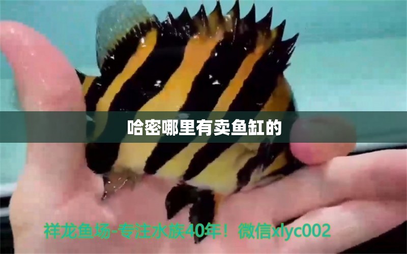 哈密哪里有賣魚缸的 其他品牌魚缸