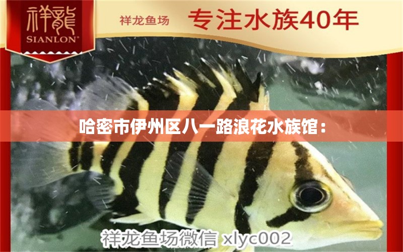 哈密市伊州區(qū)八一路浪花水族館：