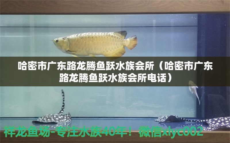 哈密市廣東路龍騰魚躍水族會(huì)所（哈密市廣東路龍騰魚躍水族會(huì)所電話）