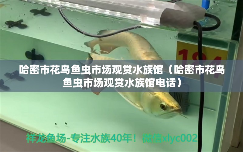 哈密市花鳥魚蟲市場(chǎng)觀賞水族館（哈密市花鳥魚蟲市場(chǎng)觀賞水族館電話）