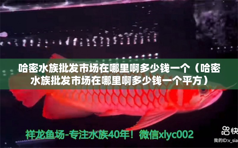 哈密水族批發(fā)市場在哪里啊多少錢一個（哈密水族批發(fā)市場在哪里啊多少錢一個平方） 觀賞魚水族批發(fā)市場