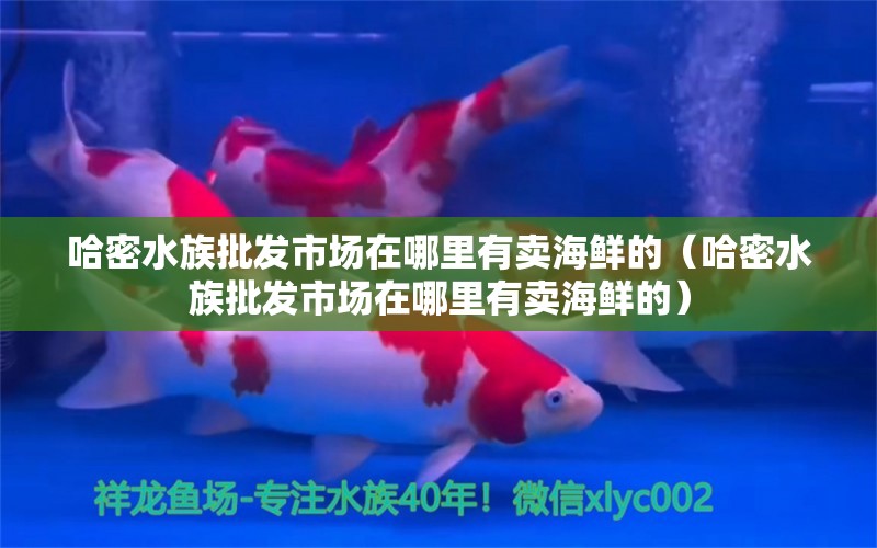 哈密水族批發(fā)市場在哪里有賣海鮮的（哈密水族批發(fā)市場在哪里有賣海鮮的） 大正錦鯉魚