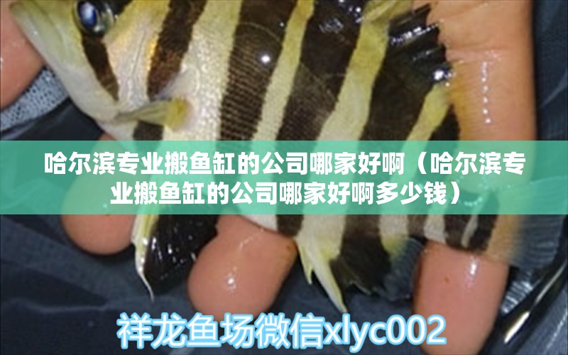 哈爾濱專(zhuān)業(yè)搬魚(yú)缸的公司哪家好?。ü枮I專(zhuān)業(yè)搬魚(yú)缸的公司哪家好啊多少錢(qián)）