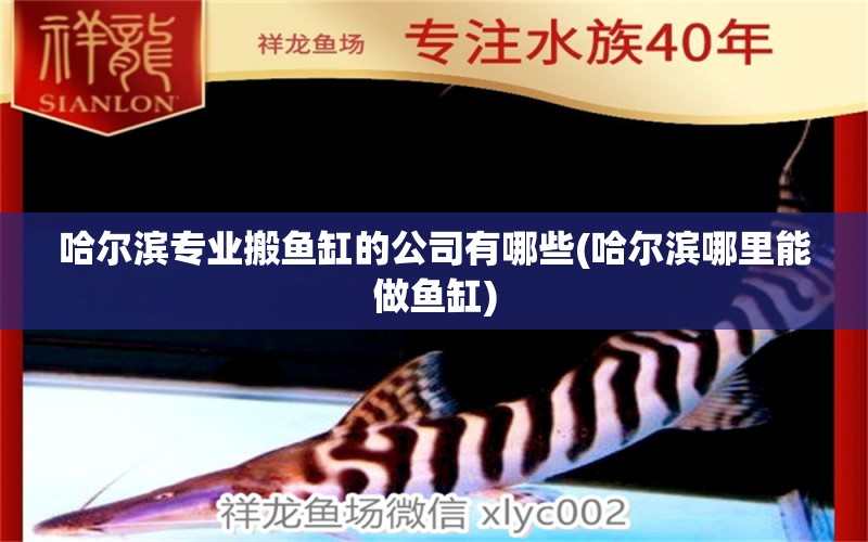 哈爾濱專(zhuān)業(yè)搬魚(yú)缸的公司有哪些(哈爾濱哪里能做魚(yú)缸) 黃寬帶蝴蝶魚(yú)