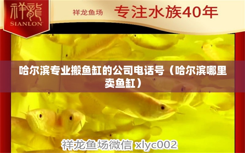 哈爾濱專業(yè)搬魚缸的公司電話號（哈爾濱哪里賣魚缸） 紅老虎魚