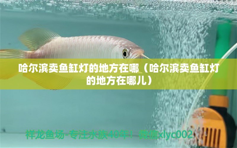 哈爾濱賣魚缸燈的地方在哪（哈爾濱賣魚缸燈的地方在哪兒） 祥龍水族醫(yī)院