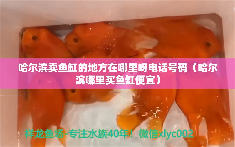 哈爾濱賣魚缸的地方在哪里呀電話號(hào)碼（哈爾濱哪里買魚缸便宜） 速倍妥魚糧魚藥