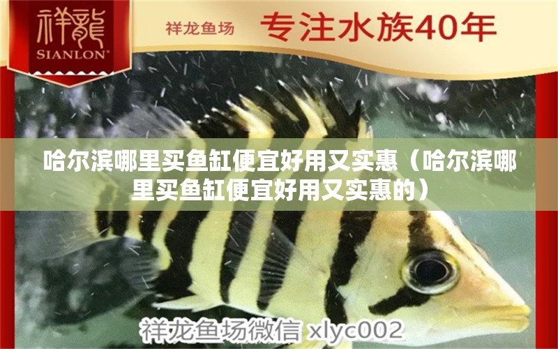 哈爾濱哪里買魚(yú)缸便宜好用又實(shí)惠（哈爾濱哪里買魚(yú)缸便宜好用又實(shí)惠的）