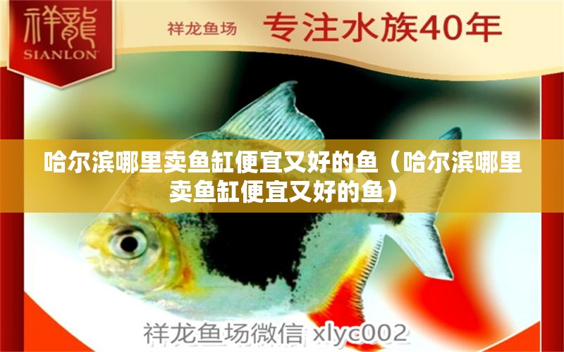 哈爾濱哪里賣魚缸便宜又好的魚（哈爾濱哪里賣魚缸便宜又好的魚）