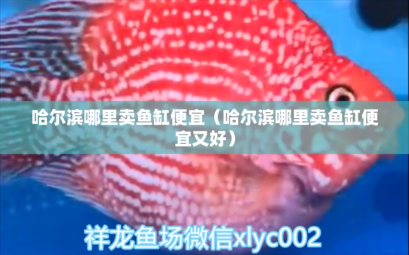 哈爾濱哪里賣魚缸便宜（哈爾濱哪里賣魚缸便宜又好）