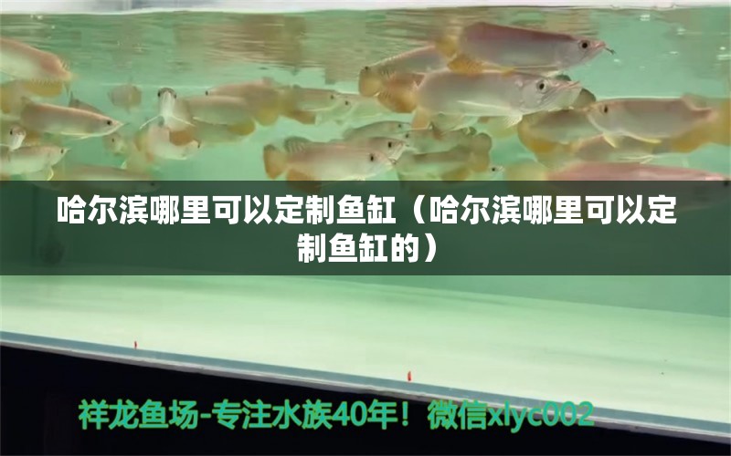 哈爾濱哪里可以定制魚(yú)缸（哈爾濱哪里可以定制魚(yú)缸的）