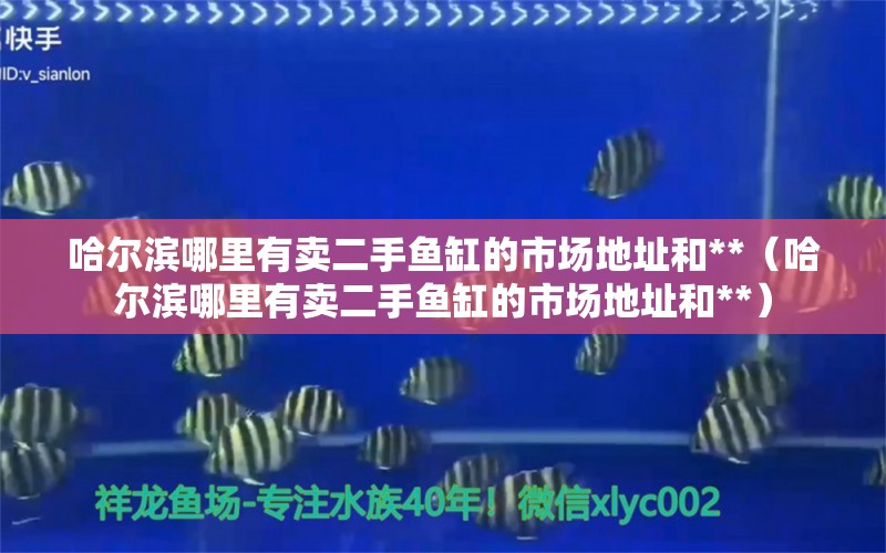 哈爾濱哪里有賣二手魚缸的市場(chǎng)地址和**（哈爾濱哪里有賣二手魚缸的市場(chǎng)地址和**）