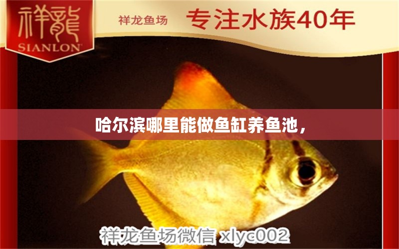 哈爾濱哪里能做魚缸養(yǎng)魚池， 細線銀版魚