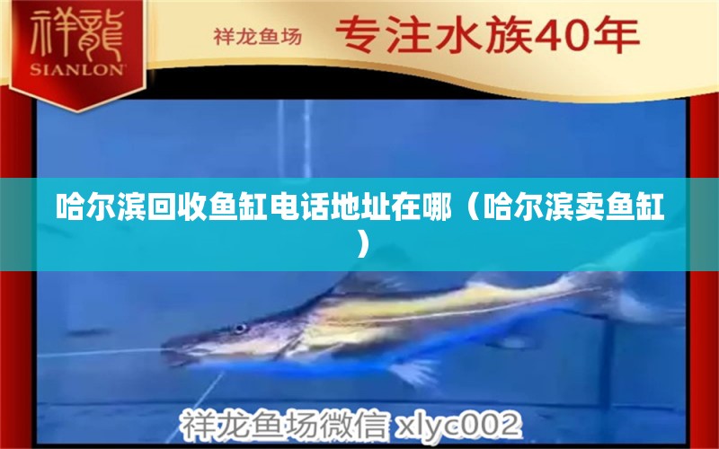 哈爾濱回收魚(yú)缸電話(huà)地址在哪（哈爾濱賣(mài)魚(yú)缸）