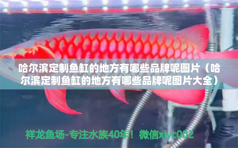 哈爾濱定制魚缸的地方有哪些品牌呢圖片（哈爾濱定制魚缸的地方有哪些品牌呢圖片大全） 祥龍水族醫(yī)院