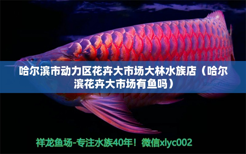 哈爾濱市動力區(qū)花卉大市場大林水族店（哈爾濱花卉大市場有魚嗎）