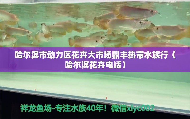 哈爾濱市動力區(qū)花卉大市場鼎豐熱帶水族行（哈爾濱花卉電話）