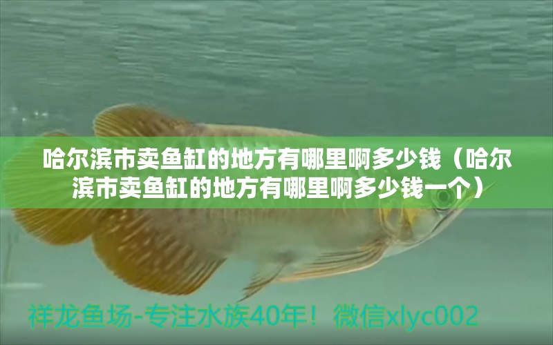 哈爾濱市賣(mài)魚(yú)缸的地方有哪里啊多少錢(qián)（哈爾濱市賣(mài)魚(yú)缸的地方有哪里啊多少錢(qián)一個(gè)）