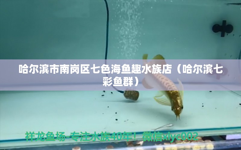 哈爾濱市南崗區(qū)七色海魚(yú)趣水族店（哈爾濱七彩魚(yú)群） 全國(guó)水族館企業(yè)名錄